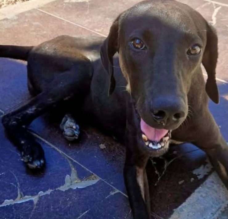 Falleció perrita que fue atropellada en Kanasín el triste final de Negrita