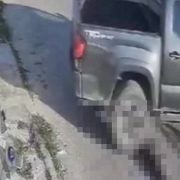 Impactantes imágenes de la crueldad animal en Yucatán