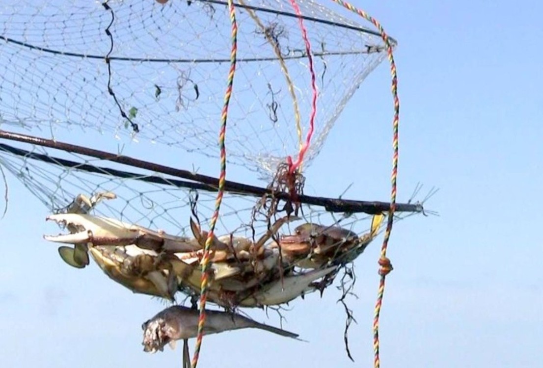 Disminuye producción de jaiba en Atasta