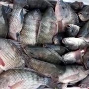 Acuicultores estiman comercializar 18 tn de mojarras en toda la Cuaresma