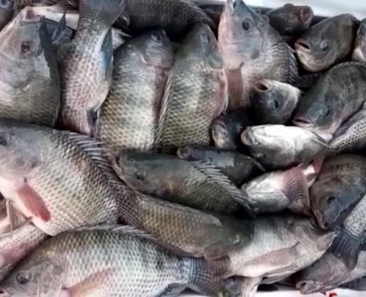 Acuicultores estiman comercializar 18 tn de mojarras en toda la Cuaresma