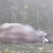 Mortandad de ganado en Huimanguillo