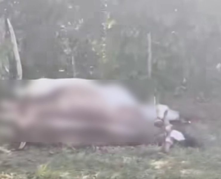 Mortandad de ganado en Huimanguillo