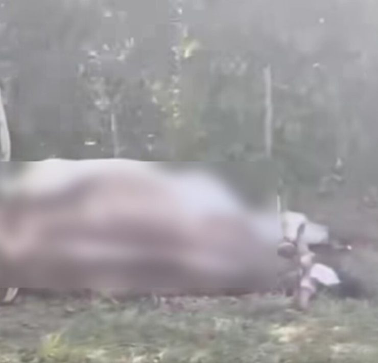 Mortandad de ganado en Huimanguillo