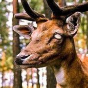 La Enfermedad de Ciervos Zombie Se Expande Rápidamente