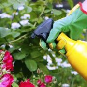 3 Fertilizantes Caseros Fáciles y Efectivos para tu Jardín