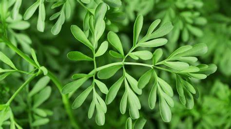 2. Ruda: Un Repelente Natural