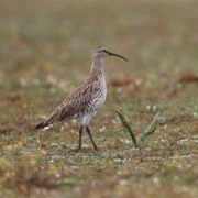 La primera extinción global de un ave en tiempos modernos