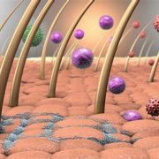 ¿Por qué es importante este hidrogel que imita la piel?