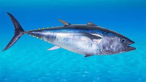 Atún: Una Opción Asequible y Saludable