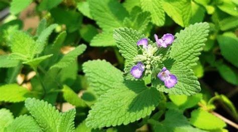3 Plantas que Alejan a las Cucarachas de Tu Casa Naturalmente