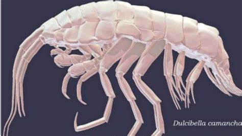 Relacionado con otros descubrimientos marinos