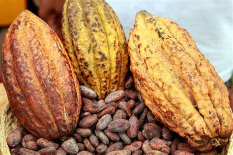 La verdadera cuna del cacao: Ecuador