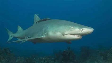 ¿Era el Megalodón un tiburón colosal?