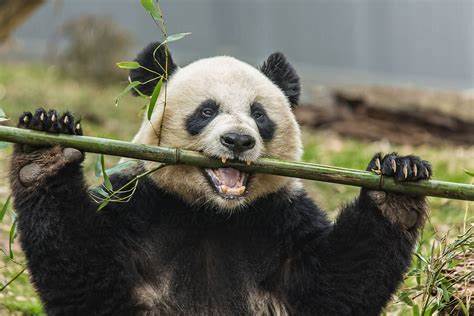 ¿Por qué los pandas no comen carne? La respuesta científica