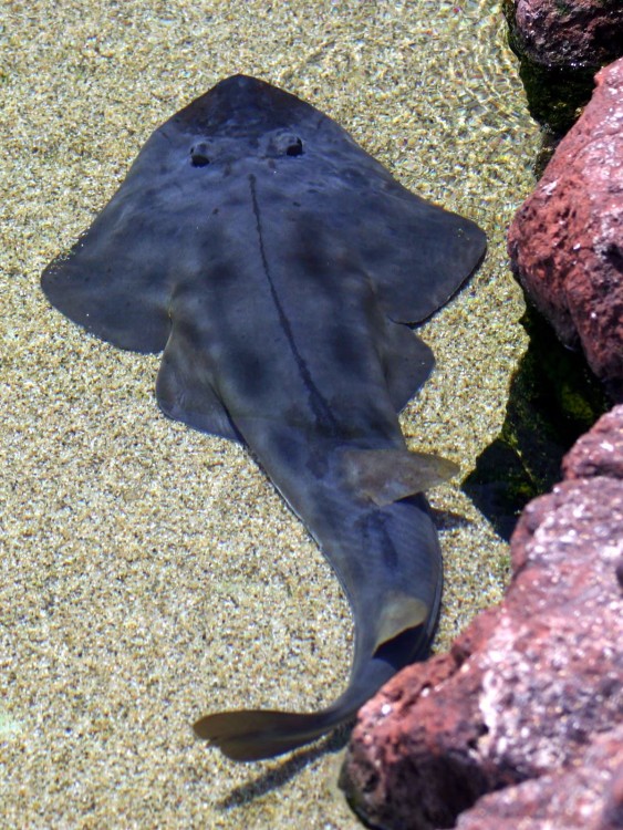 Descubren una nueva especie de tiburón guitarra: ¿Qué lo hace tan especial?