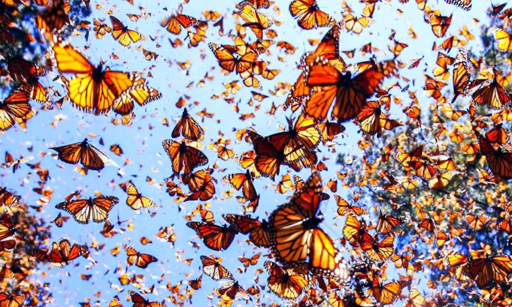 ¿Por qué el número de mariposas monarca se duplica?