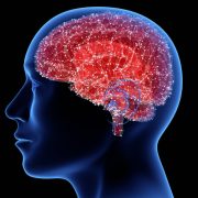 Identifican una nueva célula cerebral que lo cambiará todo