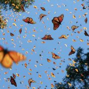 El número de mariposas monarca se duplica en lo que va del 2025