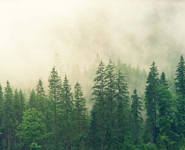 Árboles ya no absorben Co2. Un colapso ambiental inminente