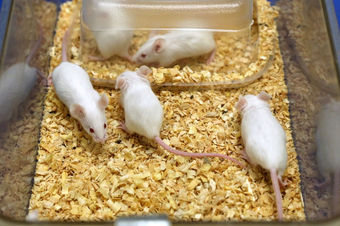 ¿Hasta dónde llegarán los experimentos?