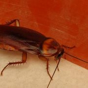 3 Plantas que Alejan a las Cucarachas de Tu Casa Naturalmente