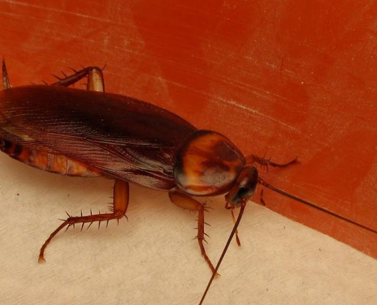 3 Plantas que Alejan a las Cucarachas de Tu Casa Naturalmente