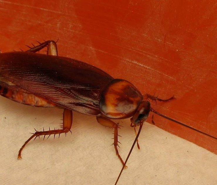 3 Plantas que Alejan a las Cucarachas de Tu Casa Naturalmente