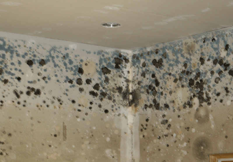 ¿Cómo un Hongo Negro Se Alimenta de Radiación?