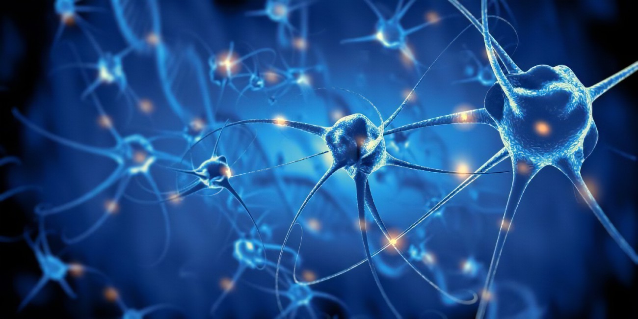 Otra investigación relacionada identifica una nueva célula cerebral clave