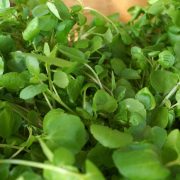 El alimento más saludable del mundo según una universidad