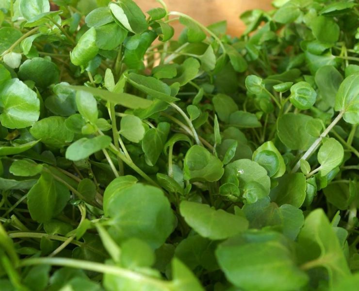 El alimento más saludable del mundo según una universidad