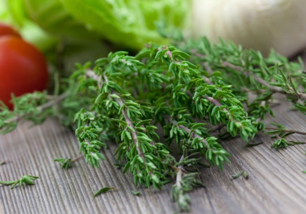 Tomillo: Más que una planta medicinal