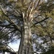 Relato Macabro Madera fina!...fino susto!!!