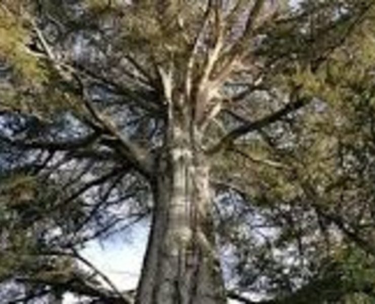 Relato Macabro Madera fina!...fino susto!!!