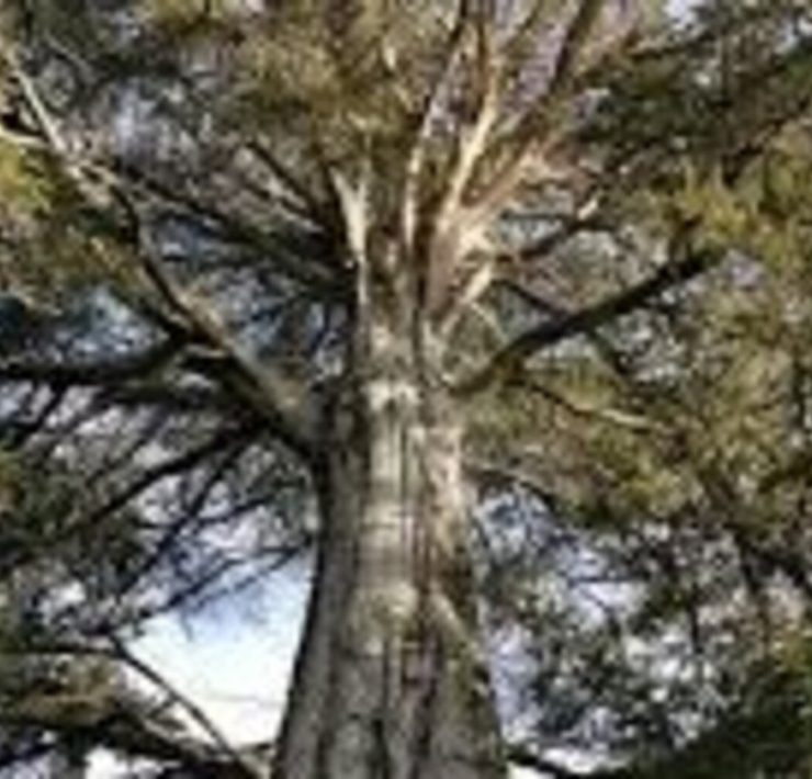 Relato Macabro Madera fina!...fino susto!!!