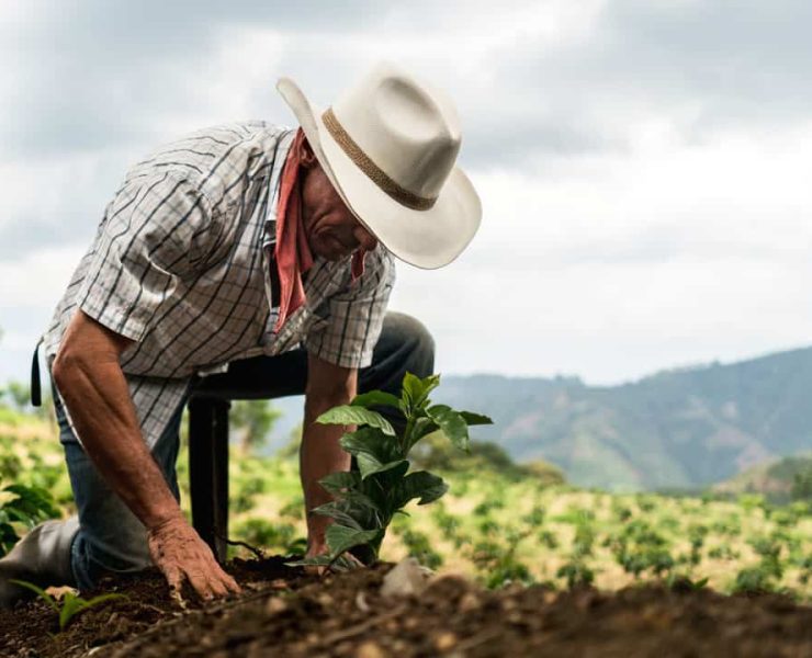 El sector ganadero no deforesta