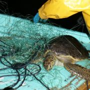 Pescadores ribereños tienen que usar excluidores de tortugas