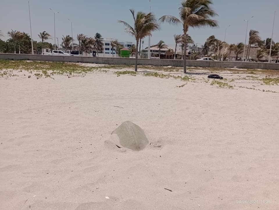 Deben impedir el tránsito de vehículos a orilla de las playas