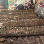 Desmantelan centro de procesamiento ilegal de madera en Tlalpan