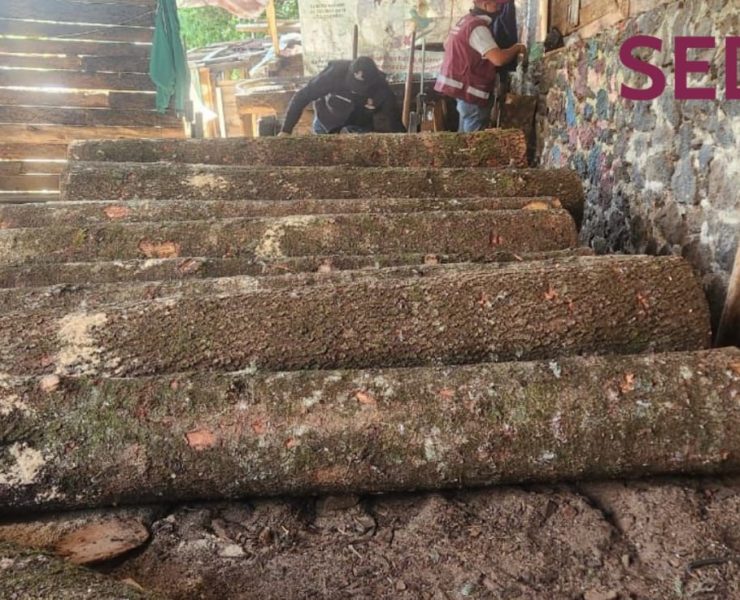 Desmantelan centro de procesamiento ilegal de madera en Tlalpan