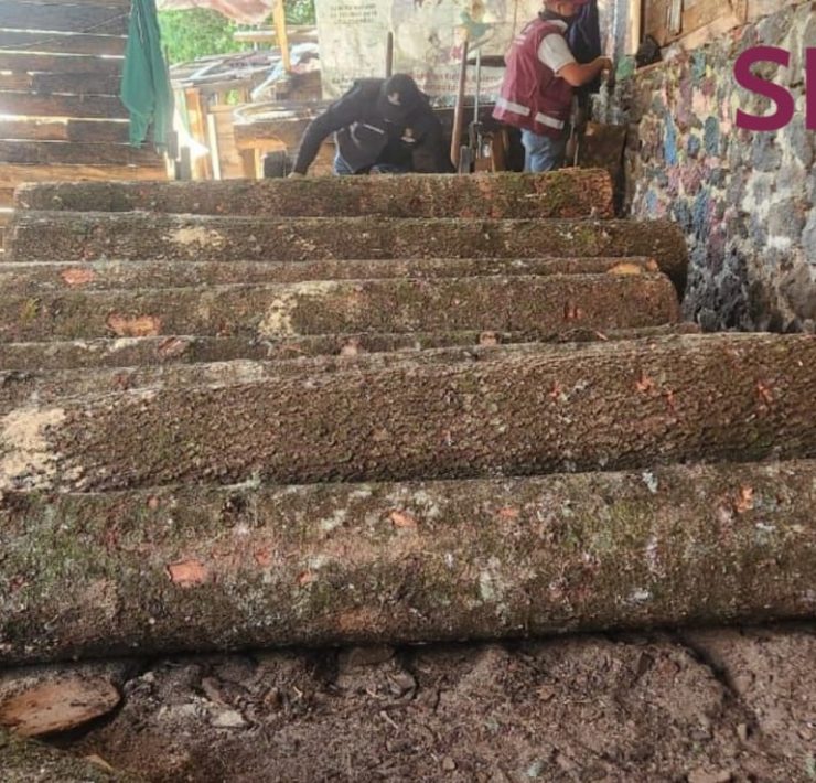 Desmantelan centro de procesamiento ilegal de madera en Tlalpan