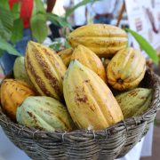 Dan impulso a la producción cacaotera en Tabasco.