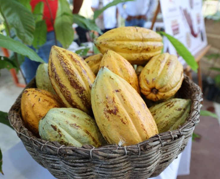 Dan impulso a la producción cacaotera en Tabasco.