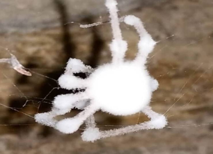 Un hongo convierte a las arañas en ‘zombis’