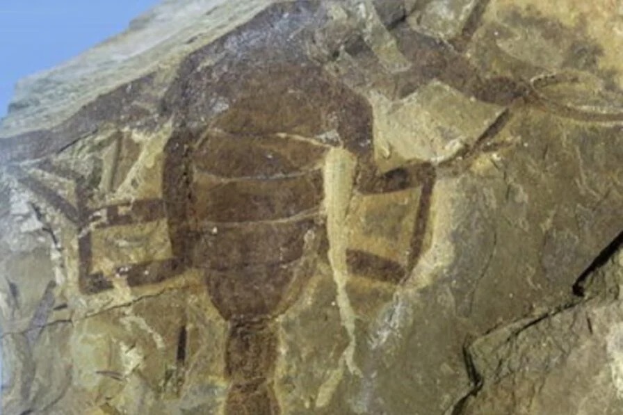 Un descubrimiento que impacta la paleontología