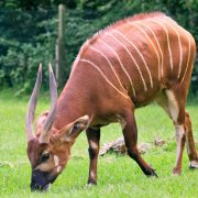 Kenia Recibe 17 Antílopes Bongo! Paso Vital para la Conservación