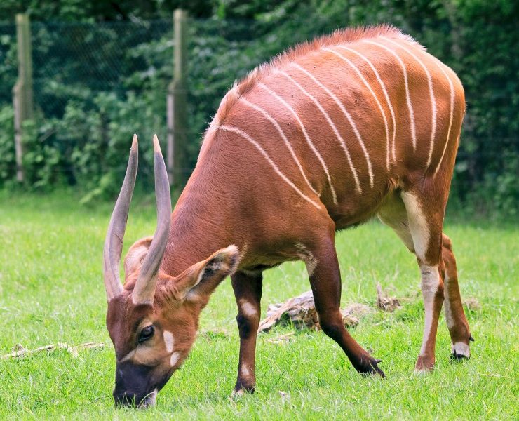 Kenia Recibe 17 Antílopes Bongo! Paso Vital para la Conservación