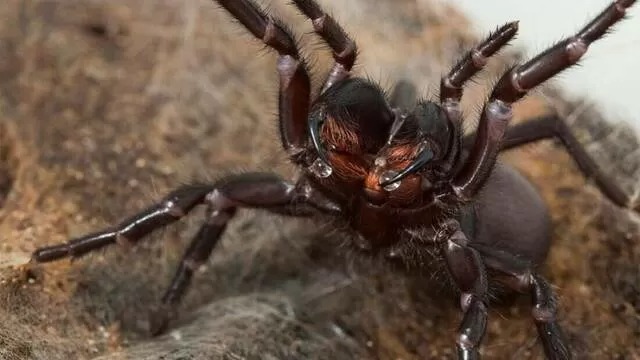 La nueva gigante: Atrax christenseni
