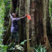 nueva especie de árbol